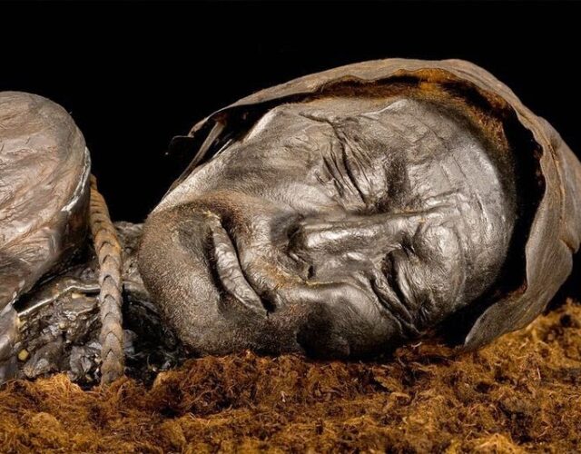 preserved body with head on mat of peat moss