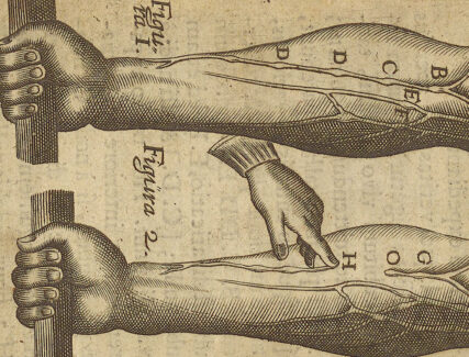 Illustration of William Harvey’s famous experiment showing blood circulation